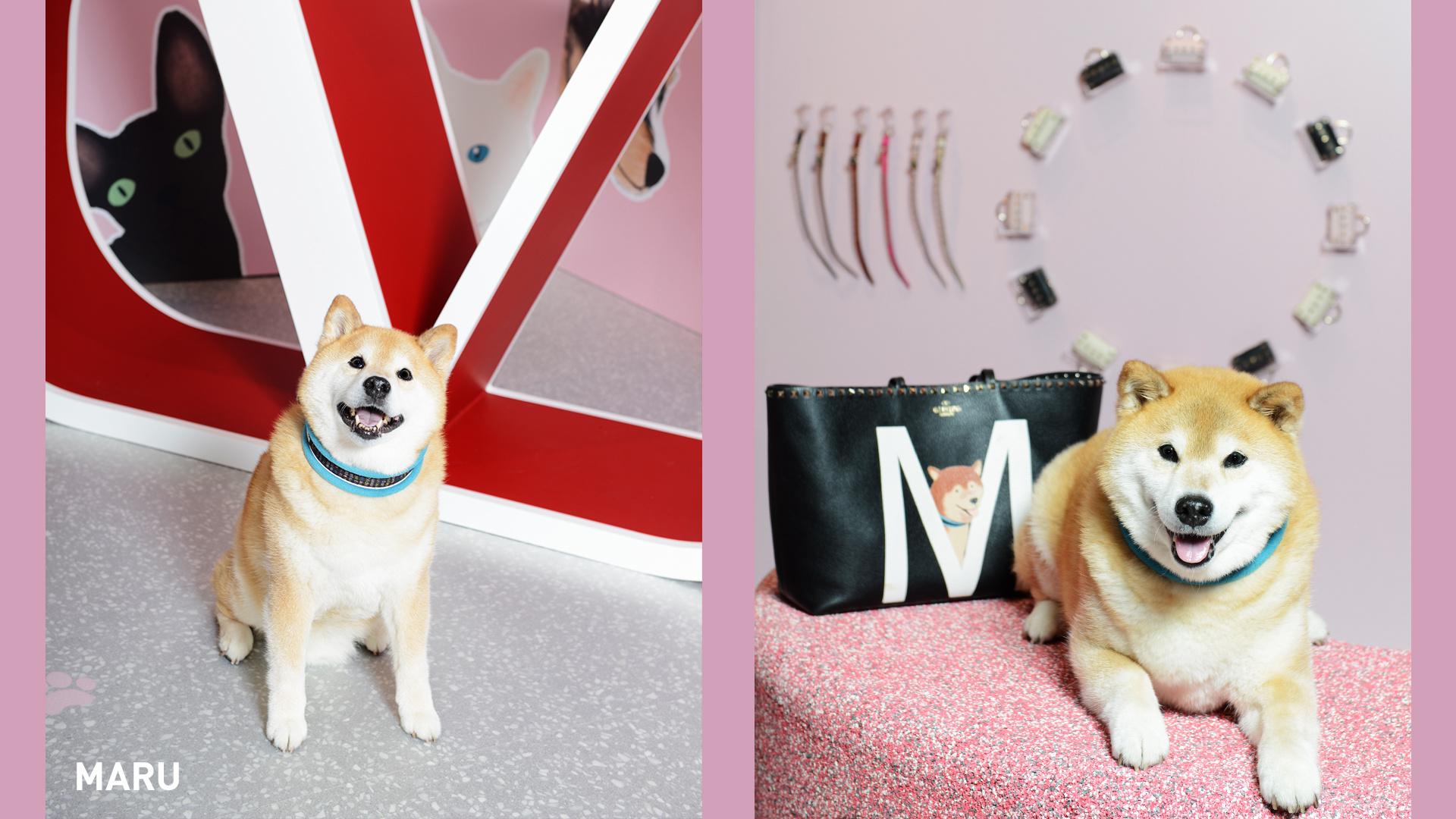 新品 未使用 VALENTINO GARAVANI 犬 リード ヴァレンティノ 【公式通販】