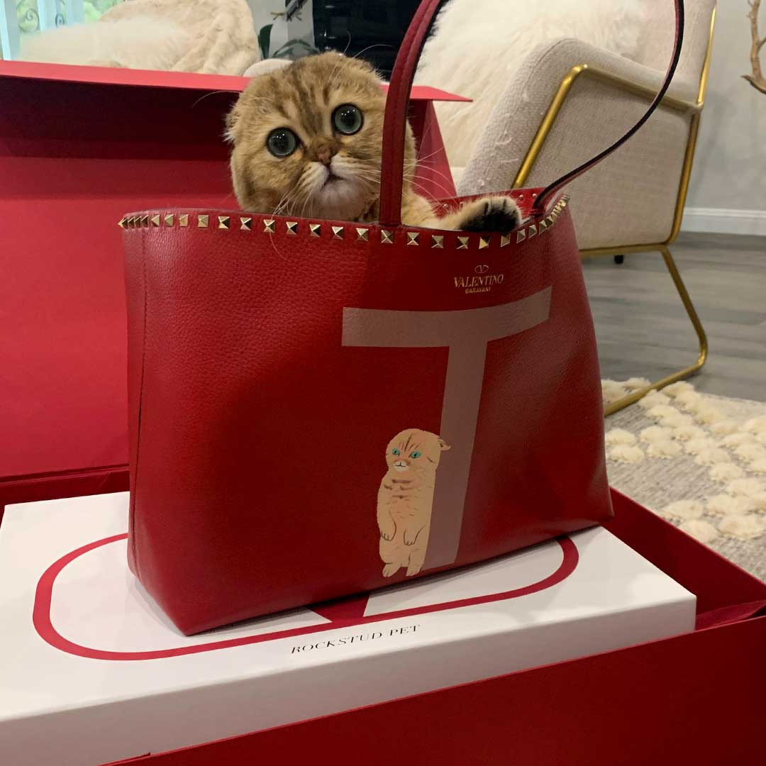 valentino rockstud pet bag