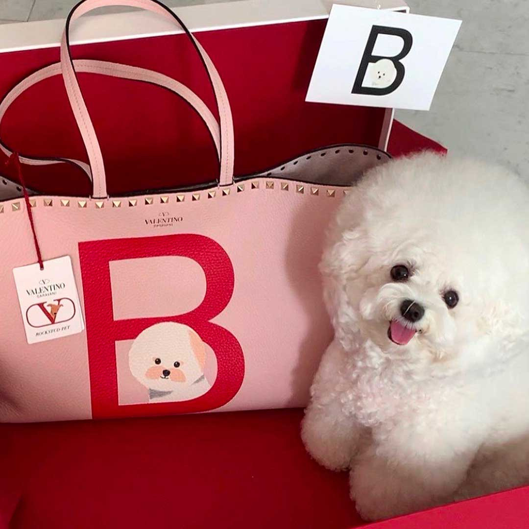 valentino pet bag